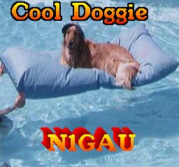 Cooldog.jpg